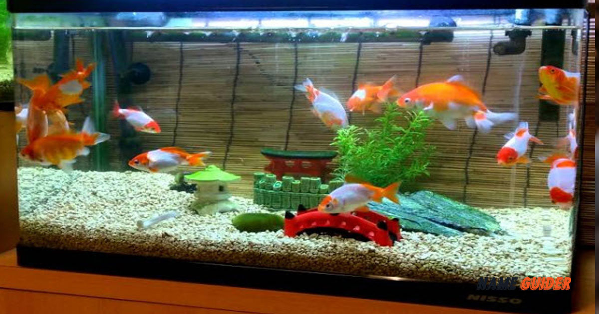 Best Aquarium Shop Name Ideas