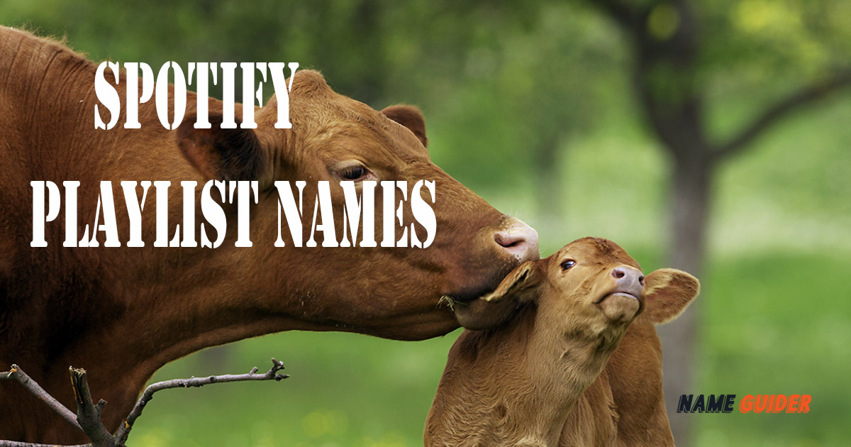 Cow Names