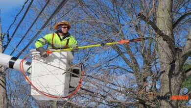 Tree Company Names