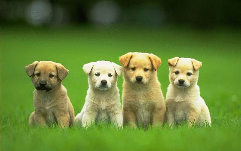 Dog Company Name Idea