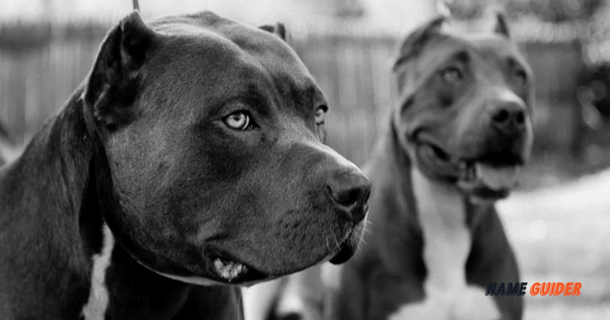 Dog Company Name Ideas