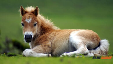 Baby Horse Name