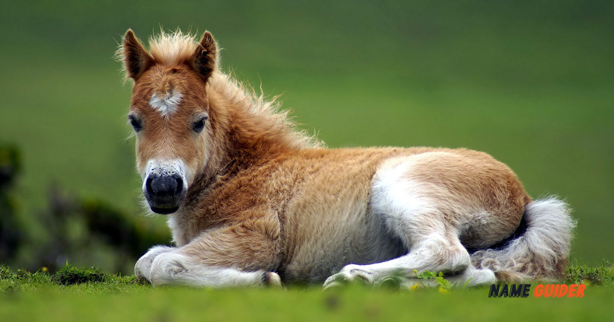 Baby Horse Name