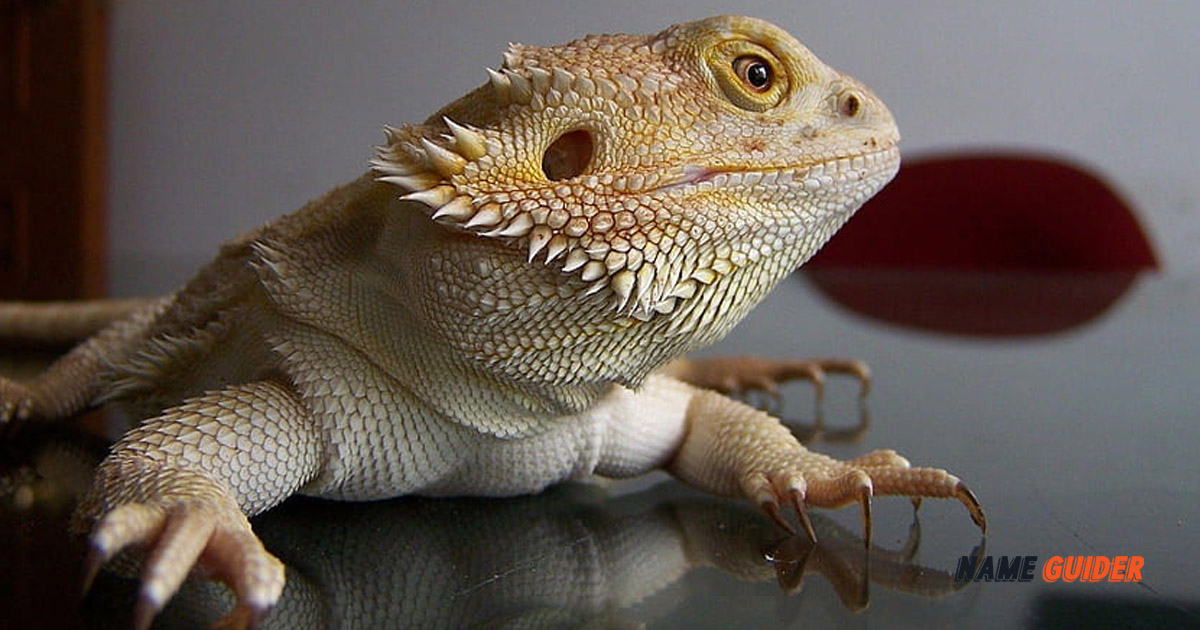 Bearded Dragon Names