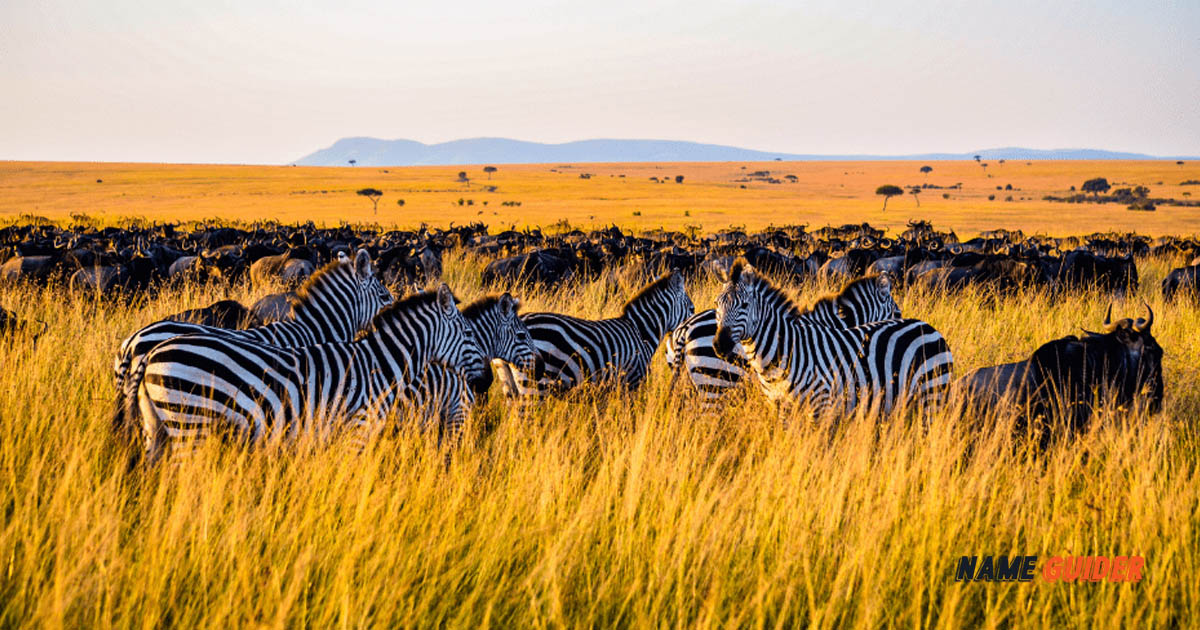 Names Of Animal Groupings
