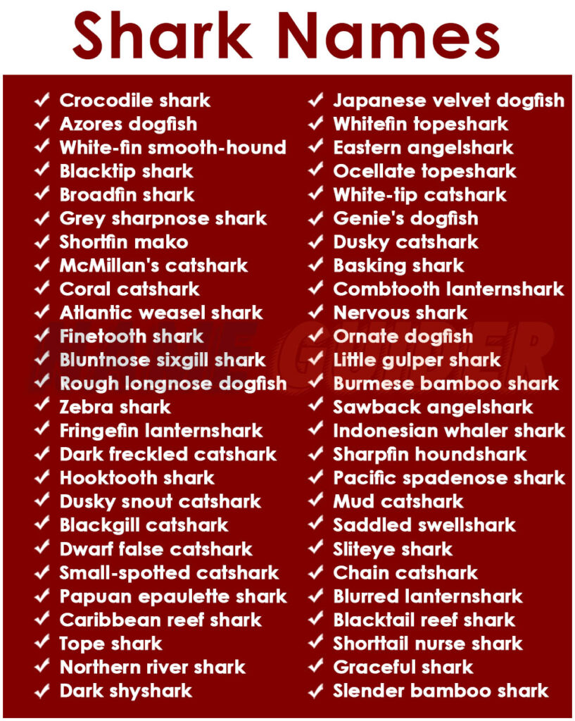 Shark Name Ideas