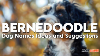 Bernedoodle Dog Names Ideas and Suggestions