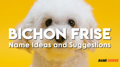 Bichon Frise Name Ideas and Suggestions