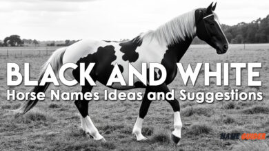 Black And White Horse Names Ideas and Suggestions