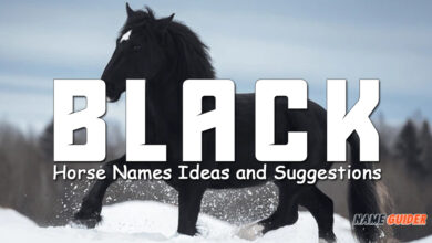 Black Horse Names Ideas and Suggestions