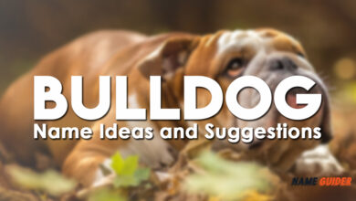 Bulldog Name Ideas and Suggestions