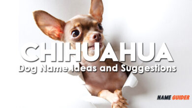 Chihuahua Dog Name Ideas and Suggestions