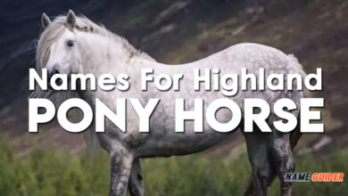 Names For Highland Pony Horse