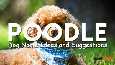 Poodle Dog Name Ideas and Suggestions