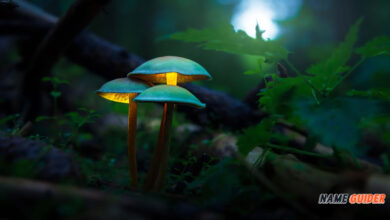Mushroom Name Ideas and Suggestions