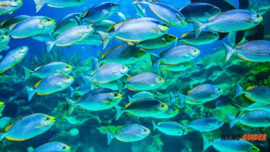 Fish Farm Name Ideas and Suggestions