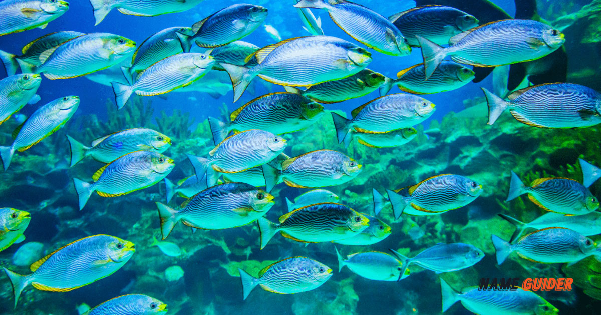 Fish Farm Name Ideas and Suggestions