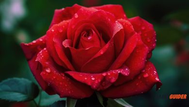 Flower Shop Name Ideas and Suggestions