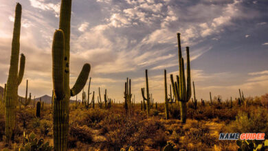 Cactus Business Name Ideas and Suggestions