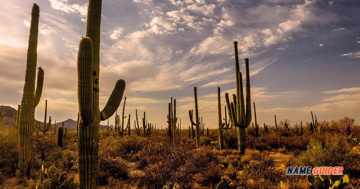 Cactus Business Name Ideas and Suggestions