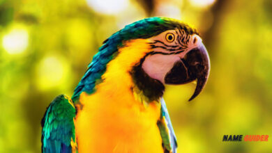 Parrot Names Ideas and Suggestions
