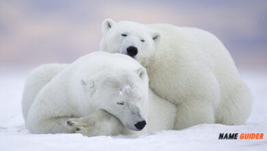 Polar Bear Names Ideas and Suggestions