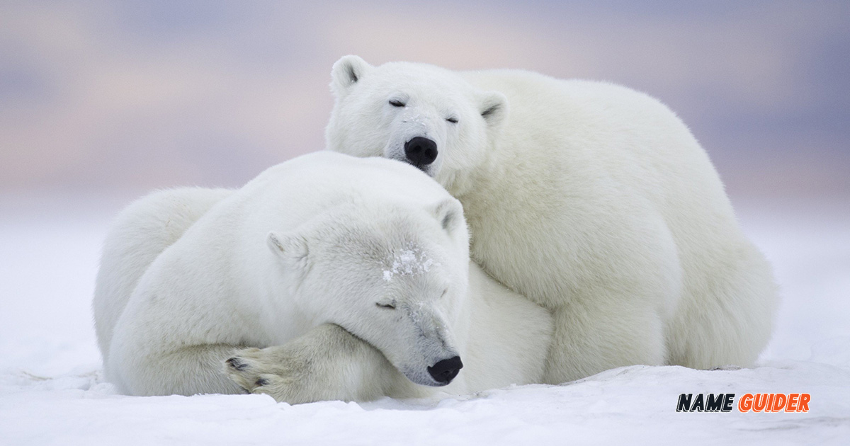 Polar Bear Names Ideas and Suggestions