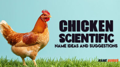 Chicken Scientific Name Ideas and Suggestions