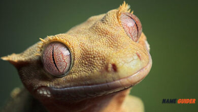 Crested Gecko Names Ideas and Suggestions