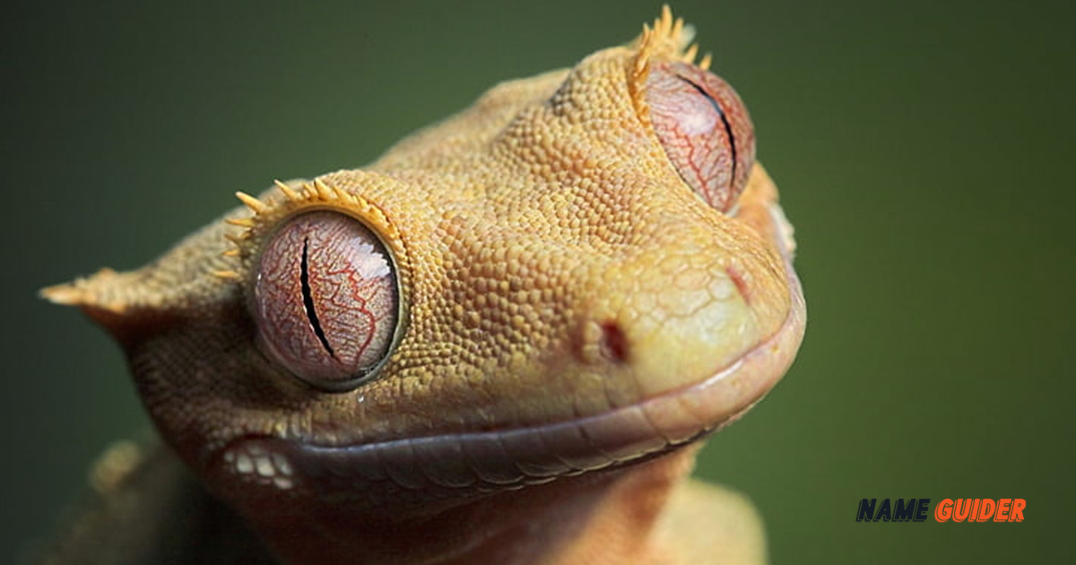 Crested Gecko Names Ideas and Suggestions