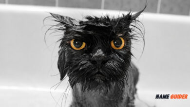 Funny Black Cat Names