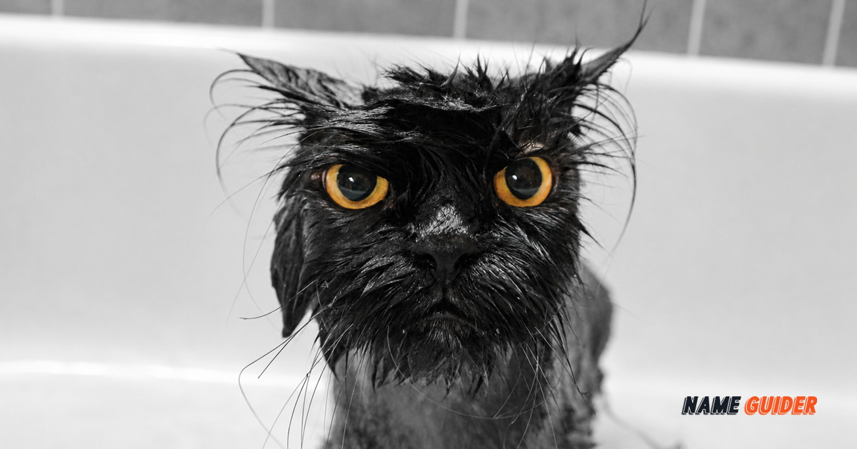 Funny Black Cat Names