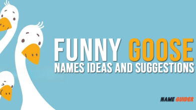 Funny Goose Names Ideas and Suggestions