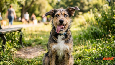Funny Male Dog Names Ideas and Suggestions