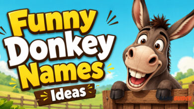 Funny Donkey Names