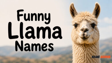 Funny Llama Names Ideas​ and Suggestions