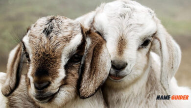 Funny Goat Names